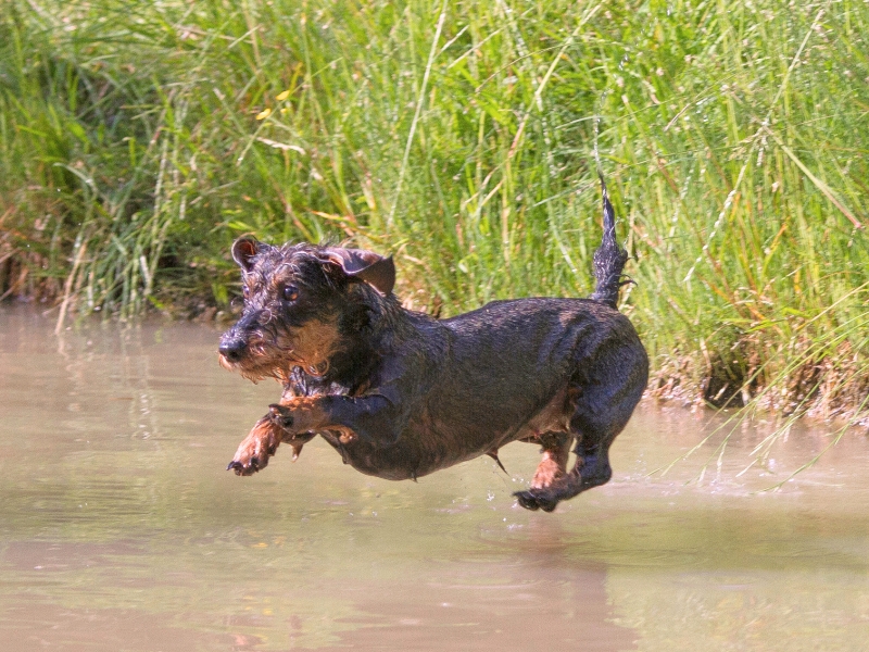 Ein nasser Rauhaardackel springt energisch ins Wasser.