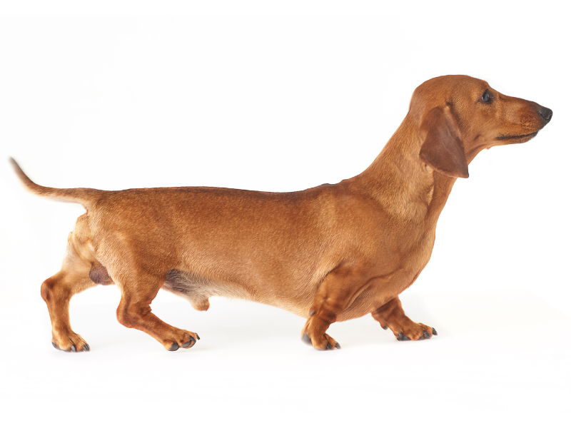 Ein Kurzhaardackel mit seinen markanten Merkmalen.