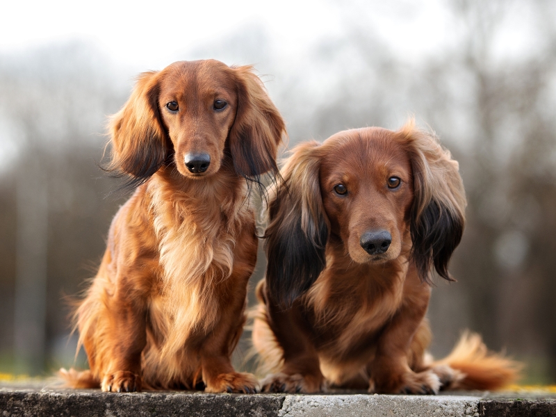 Zwei Langhaardackel sitzen nebeneinander auf einer Mauer.