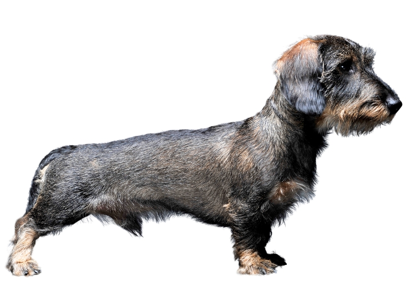 Ein Rauhaardackel mit seinen markanten Merkmalen.