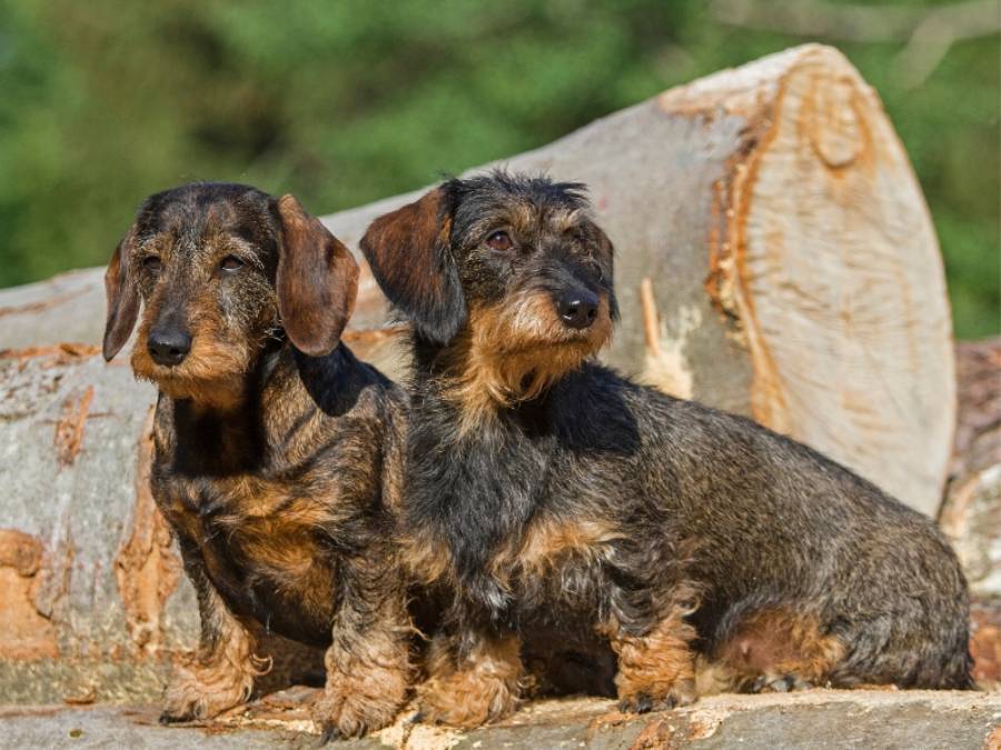 Zwei Rauhhaardackel mit drahtigem Fell sitzen nebeneinander vor einem Baumstamm im Freien.