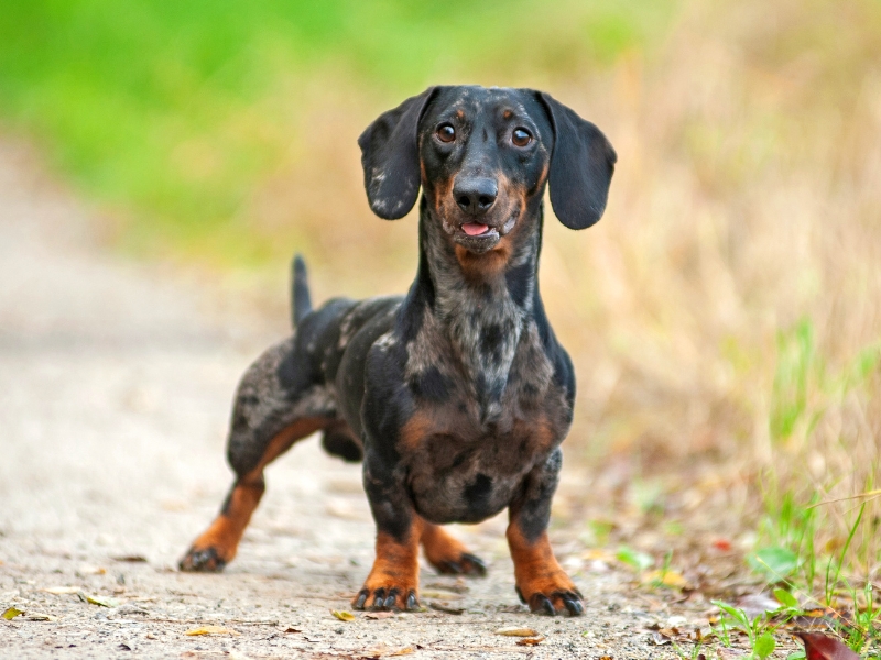 Ein Tigerdackel steht auf einem Feldweg.