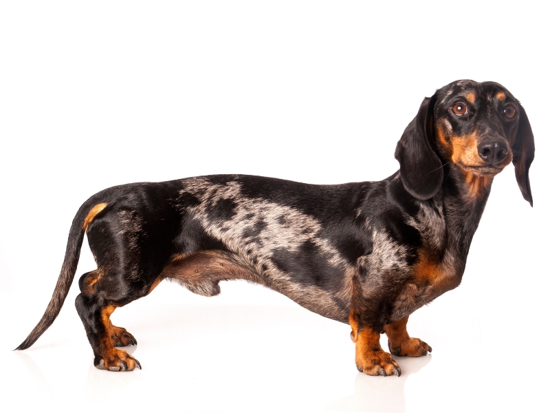Ein Tigerdackel mit seinen markanten Merkmalen.