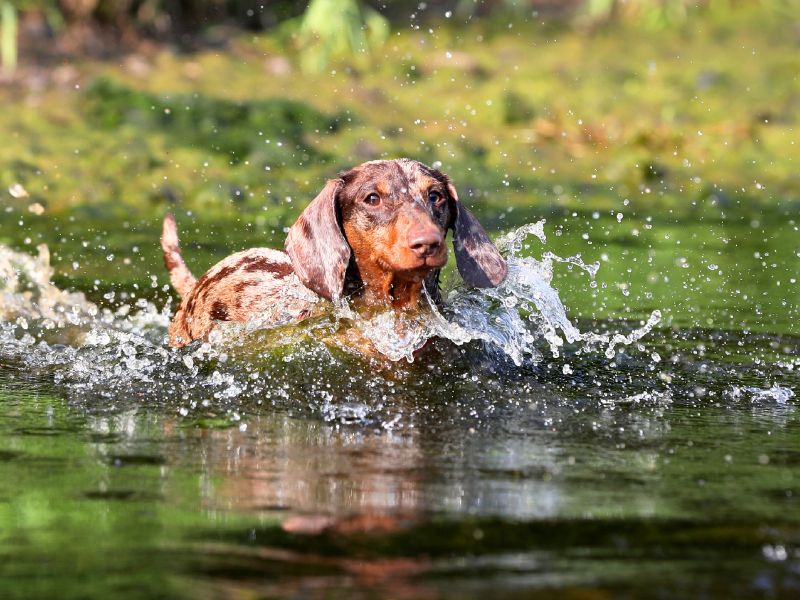 Ein Tigerdackel ist im Wasser und Wassertropfen fliegen umher.