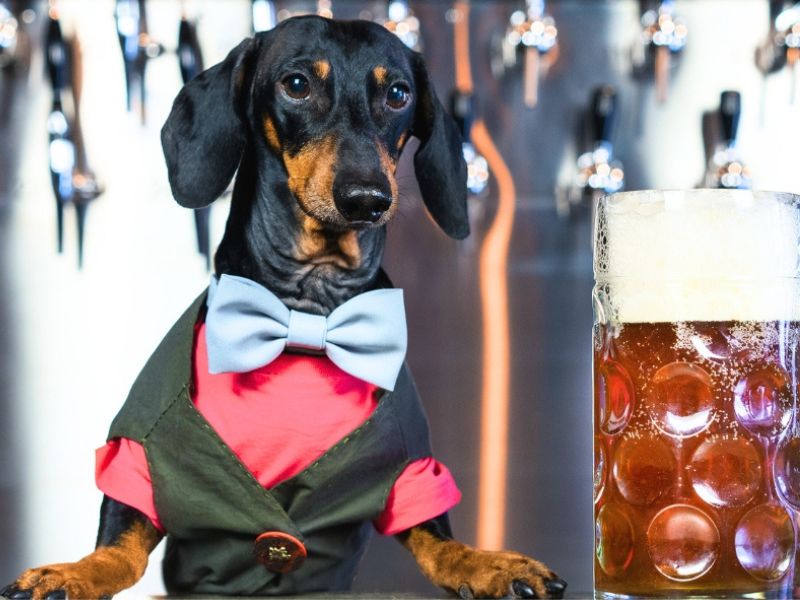 Ein Dackel sitzt an einer Bar mit einem Krug Hundebier.