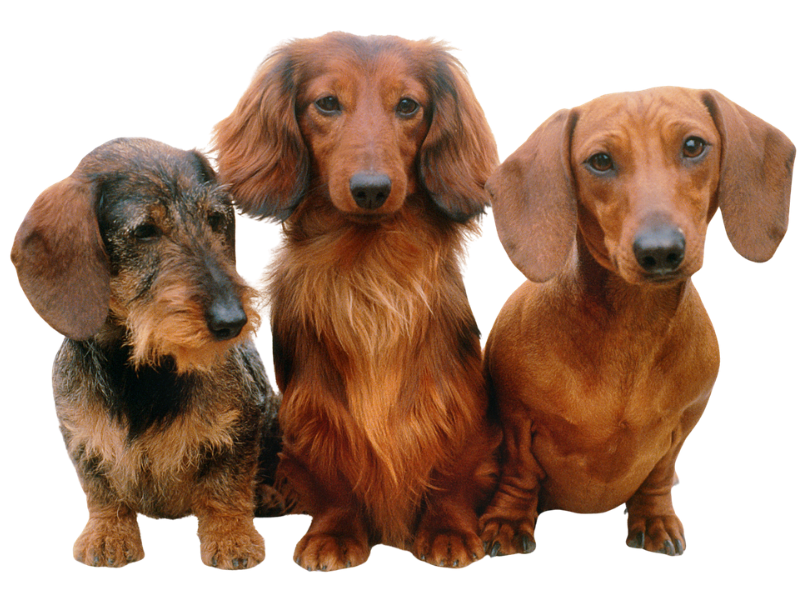 Drei Dackel nebeneinander: rauhaarig links, langhaarig Mitte, kurzhaarig rechts, vor schwarzem Hintergrund.