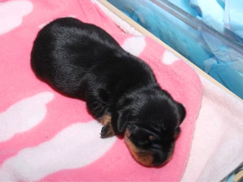 Der geklonte Welpe Mini-Winnie schläft auf einer rosa-weißen Decke.