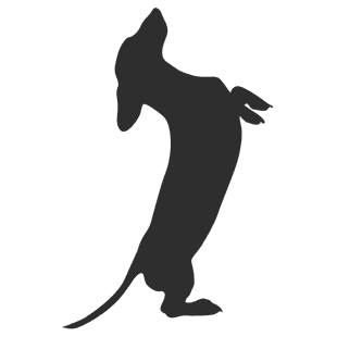 Ein stehender Dackel