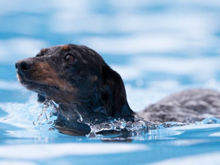 Ein Dackel schwimmt durchs blaue Wasser.