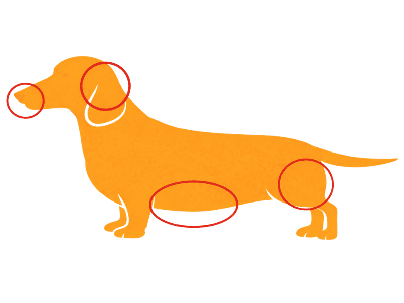 Infografik zeigt UV-empfindliche Körperstellen beim Dackel wie Nase, Ohren, Bauch und Innenschenkel.
