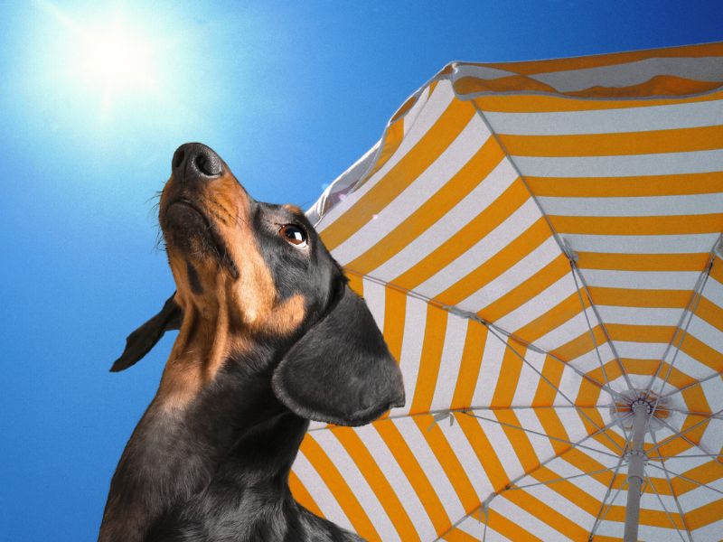 Mehr über den Artikel erfahren Sonnencreme für Hunde: Anwendung, Schutz vor Sonnenbrand & wichtige Auswahlkriterien