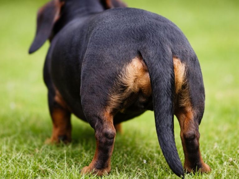 Schwarz-brauner Dackel von hinten auf einer grünen Wiese, die Rute hängt schlaff nach unten und zeigt eine typische Haltung bei Wasserrute.