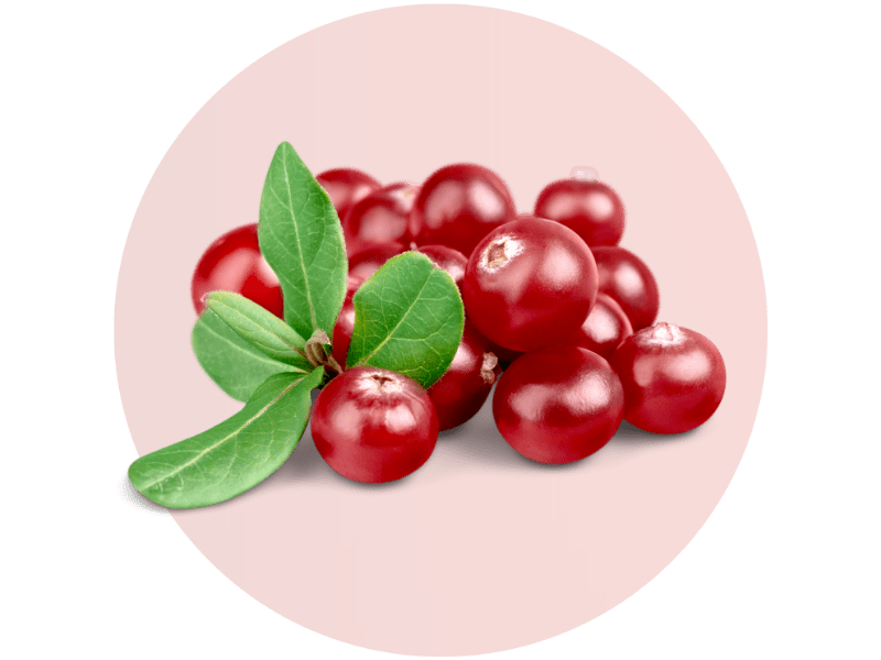 Mehrere Cranberries auf transparentem Hintergrund.