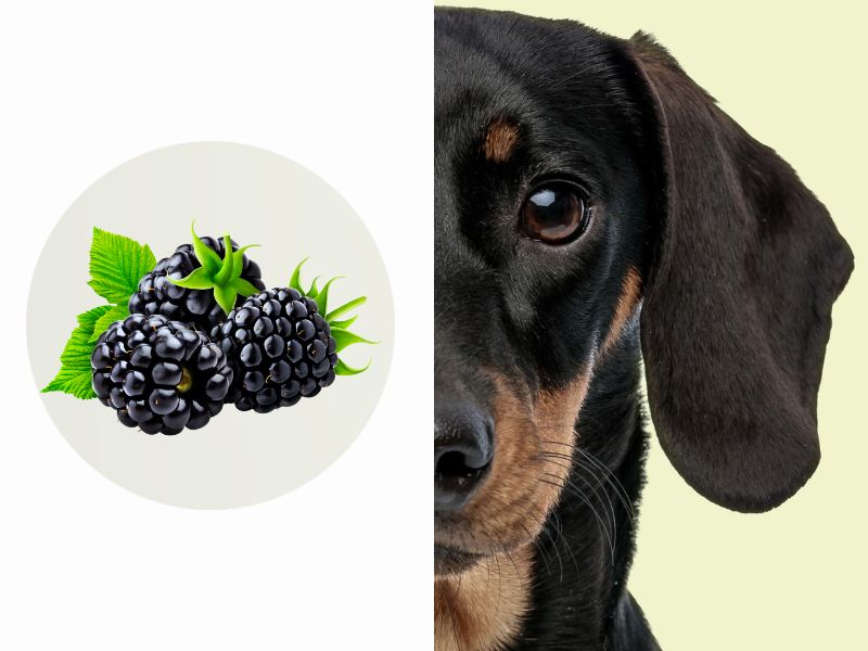 Nahaufnahme eines schwarzen Dackels neben einer Grafik mit drei Brombeeren, auf hellfarbenem Kreis.