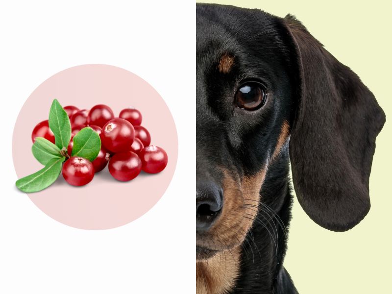 Nahaufnahme eines schwarzen Dackels neben einer Grafik mit Cranberries, auf hellfarbenem Kreis.