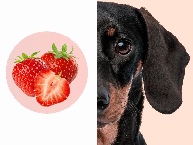 Mehr über den Artikel erfahren Dürfen Hunde Erdbeeren essen? Verträglichkeit, Menge & Vorteile!
