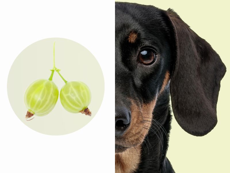 Mehr über den Artikel erfahren Dürfen Hunde Stachelbeeren essen?