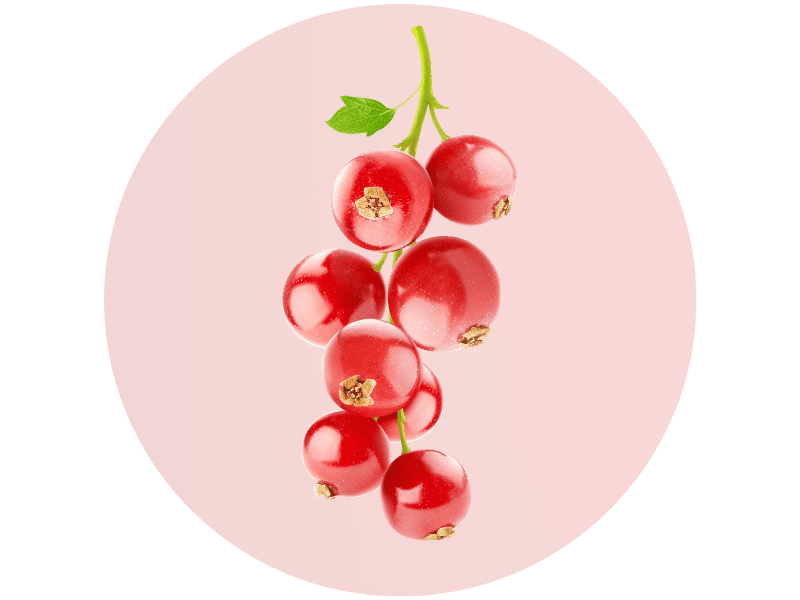 Mehrere Johannesbeeren auf transparentem Hintergrund.