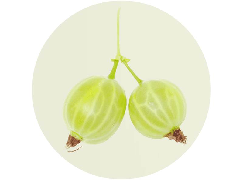 Mehrere Stachelbeeren auf transparentem Hintergrund.