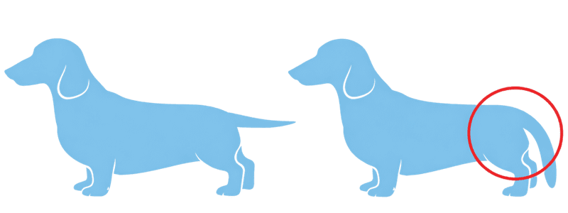 Illustration von zwei hellblauen Dackeln im Seitenprofil – rechts Dackel mit hängender Rute als Darstellung einer Wasserrute