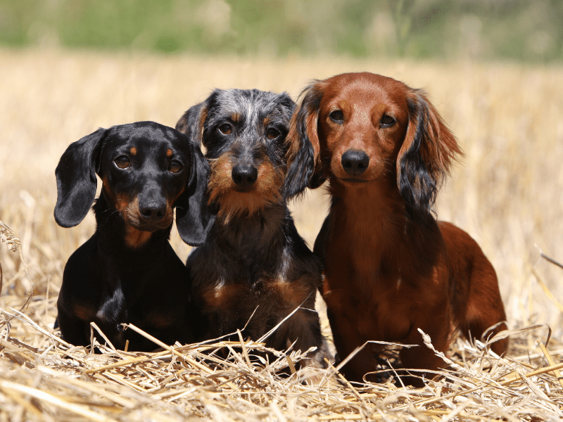 Drei Dackel mit unterschiedlichem Fell sitzen im trockenen Gras.