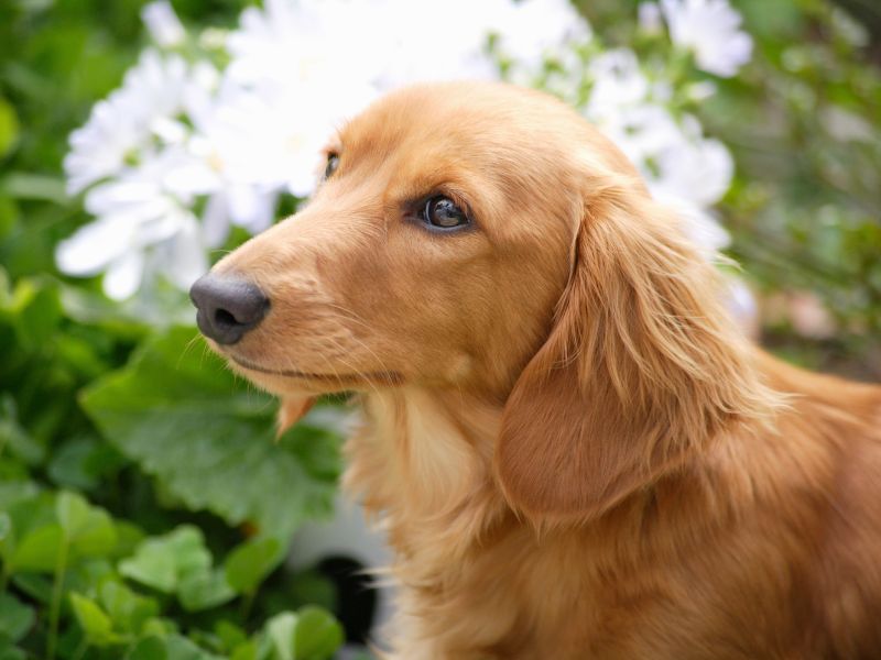 Langhaardackel schaut aufmerksam im Garten zwischen weißen Blumen.