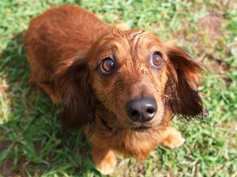 Langhaardackel blickt nach oben auf Wiese – Dackel in Not vermitteln.