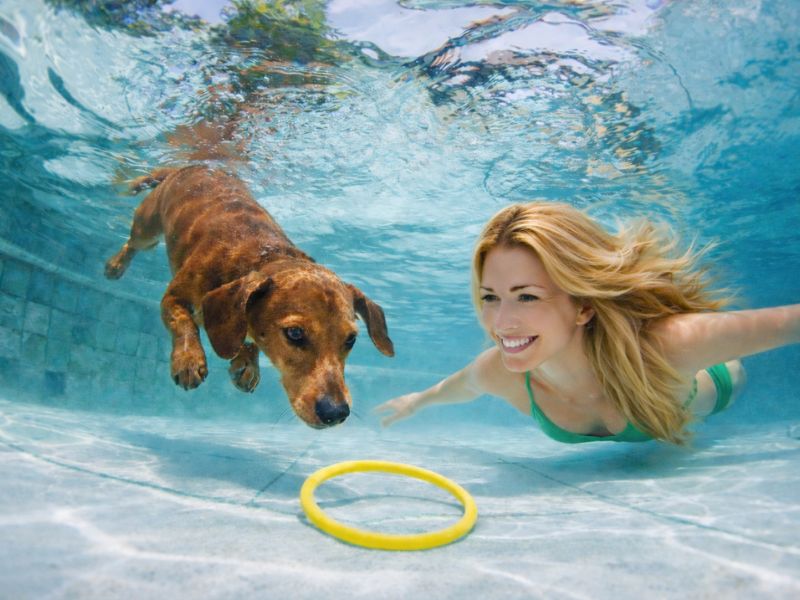 Hund schwimmt mit Frau beim Hundeschwimmtag im Freibad unter Wasser.