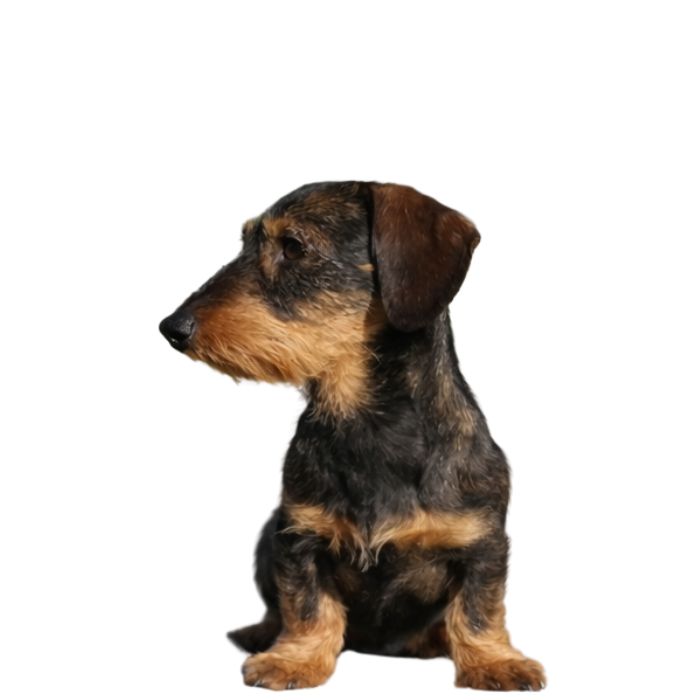 Kaninchendackel im Größenvergleich, sitzend von der Seite.