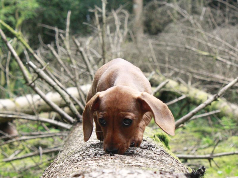 Kaninchendackel schnüffelt auf einem Baumstamm im Wald
