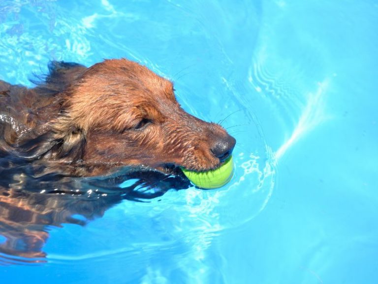 Dackel schwimmt mit Ball im Wasser und trainiert Ausdauer und Rücken.