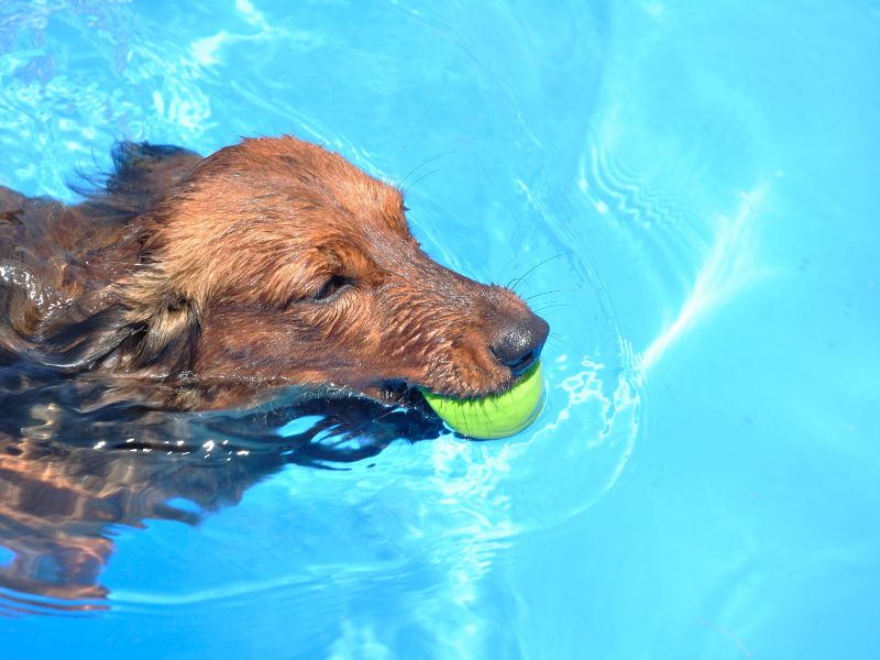Ein Dackel schwimmt mit einem Ball im Maul durchs Wasser.