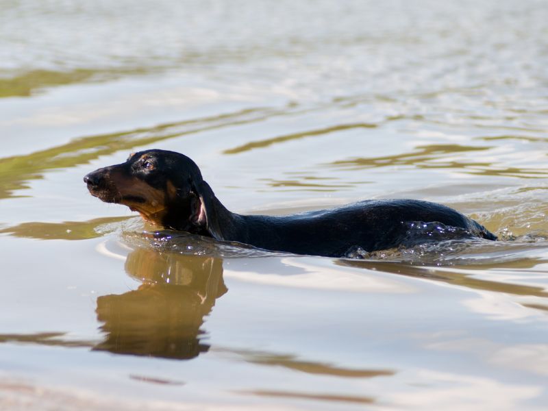 Ein Dackel schwimmt im See im flachen Wasser.