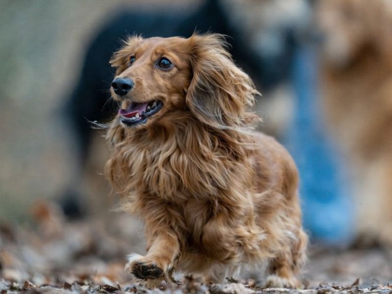 Langhaariger brauner Standarddackel läuft über einen Waldweg.