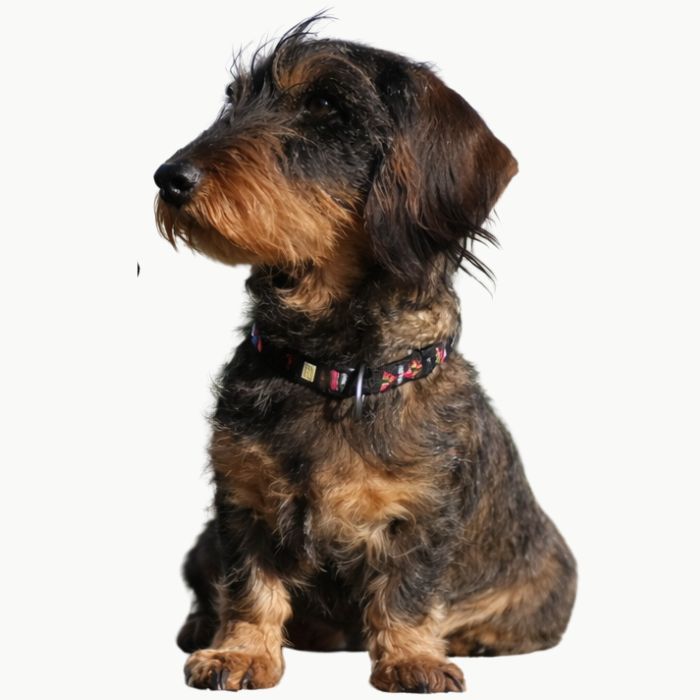 Standarddackel im Größenvergleich, sitzend von der Seite.