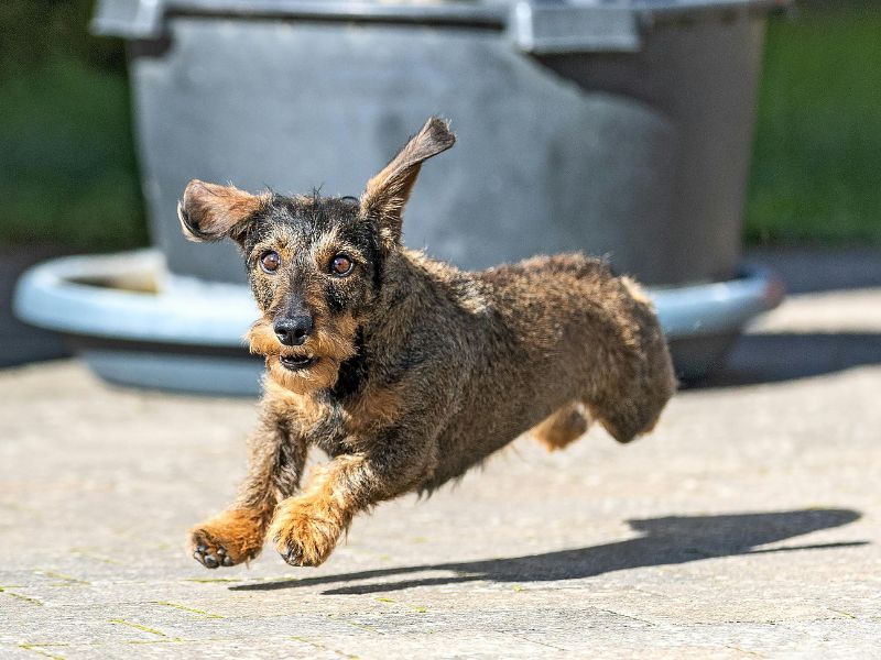 Rauhaar-Zwergdackel springt und läuft über einen Platz.