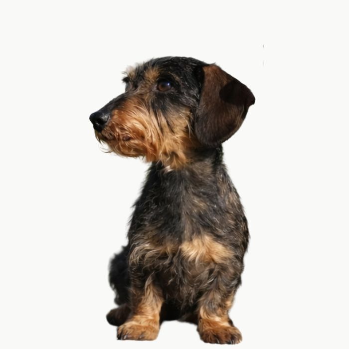 Zwergdackel im Größenvergleich, sitzend im Seitenprofil.