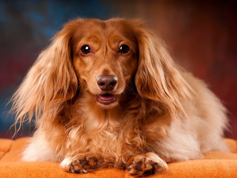 Langhaar Dackel Porträt mit warmem Hintergrund und direktem Blick.