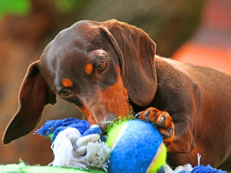 Dackel spielt aktiv mit einem Ball und Stoffseil auf einer Wiese.