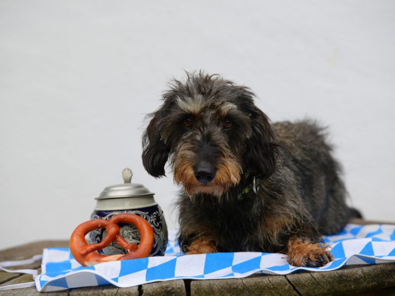 Rauhaardackel mit Brezel und Bierkrug im bayerischen Stil