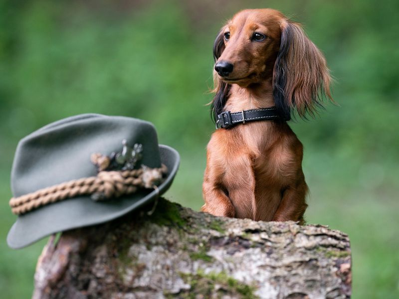 Dackel neben Jagdhut zeigt Herkunft als Jagdhund und kulturelle Bedeutung.