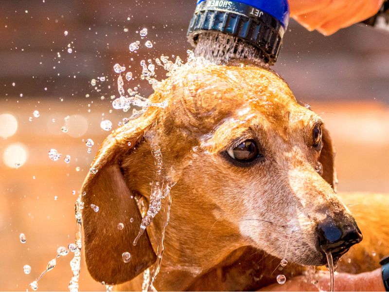 Dackel wird mit Gartenschlauch abgespritzt, Wasser spritzt um ihn herum.