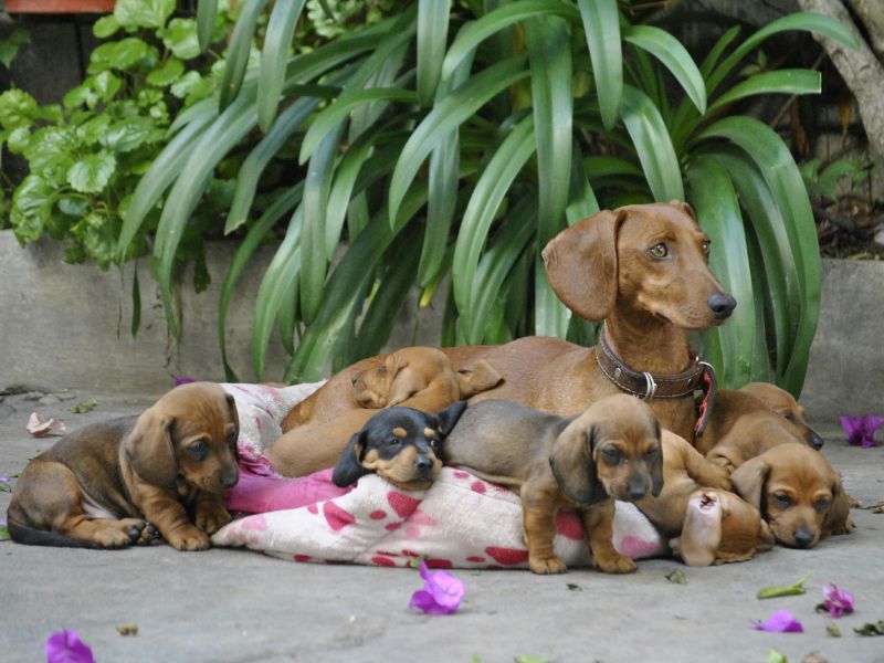 Eine Dackel Mutter mit mehreren Welpen liegt entspannt im Garten draußen.