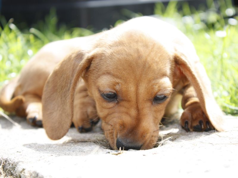 Ein kleiner Dackel Welpe erkundet aufmerksam den Boden im Freien.