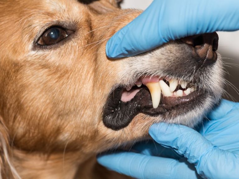 Ein Tierarzt mit Handschuhen untersucht Zähne und Zahnfleisch eines Hundes.