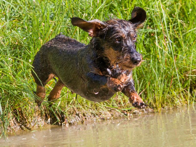 Ein Rauhaardackel springt vom Ufer ins Wasser.