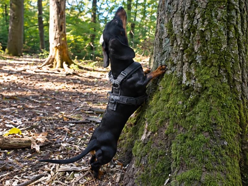 Schwarzbrauner Dackel steht im Wald mit den Vorderpfoten am Baum.