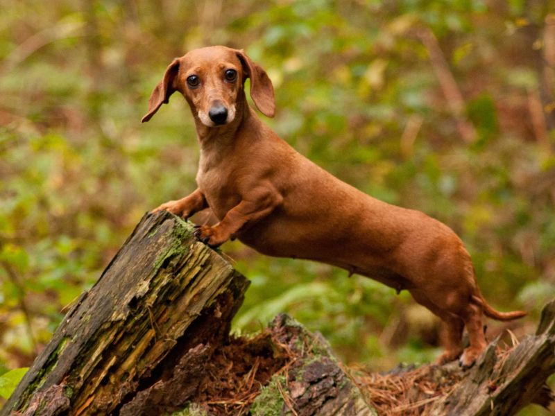 Brauner Dackel stützt seine Vorderpfoten auf einen Baumstumpf im Wald.