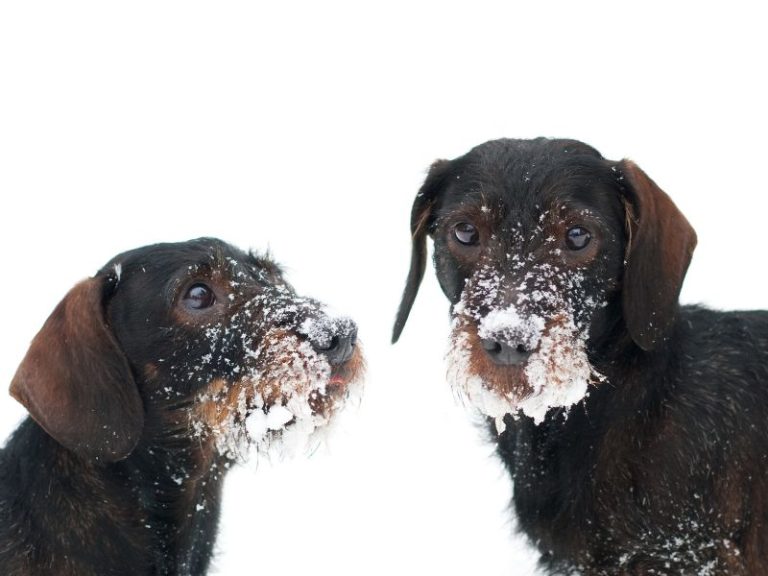 Zwei Dackel mit Schnee im Gesicht stehen in einer winterlichen Landschaft.