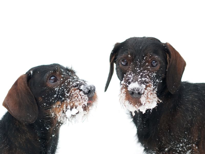 Zwei Dackel mit Schnee im Gesicht stehen in einer winterlichen Landschaft.